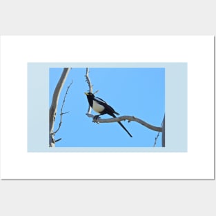 Wild birds, magpie, wildlife, A California Gem Posters and Art